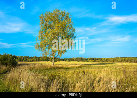 Schöne Landschaft mit einem einsamen Birke im Feld an einem sonnigen Herbsttag. Stockfoto