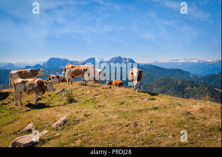 Kühe auf der Seiser Alm, der größten Hochalm Europas, atemberaubenden Rocky Mountains im Hintergrund. Stockfoto
