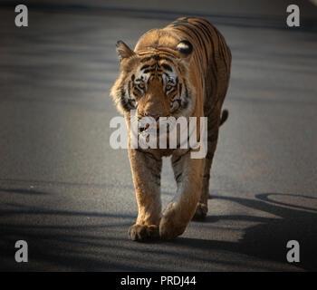 Matkasur (Tiger) Tadoba Nationalpark wie Könige bummeln, Indien Stockfoto