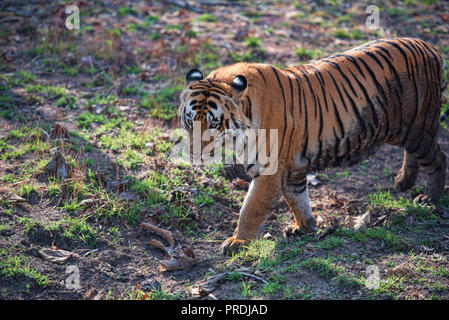 Matkasur (Tiger) Tadoba Nationalpark wie Könige bummeln, Indien Stockfoto