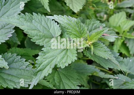 Brennnessel-Pflanze im Garten wild gezeigt in der wilden Umgebung Stockfoto