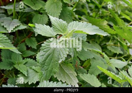 Brennnessel-Pflanze im Garten wild gezeigt in der wilden Umgebung Stockfoto
