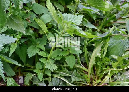 Brennnessel-Pflanze im Garten wild gezeigt in der wilden Umgebung Stockfoto
