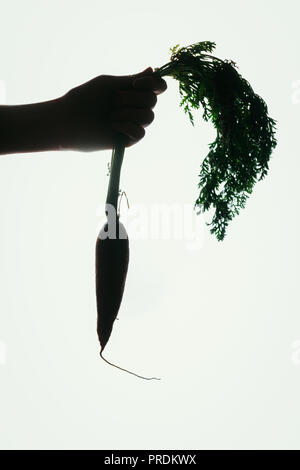 Hände von einem Mädchen, dass eine Karotte Silhouette auf orangem Hintergrund. Stockfoto