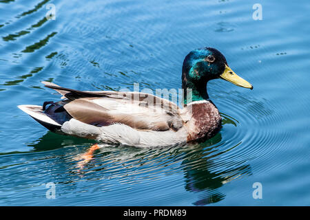 Stockente Schwimmen auf dem See Oberfläche Stockfoto