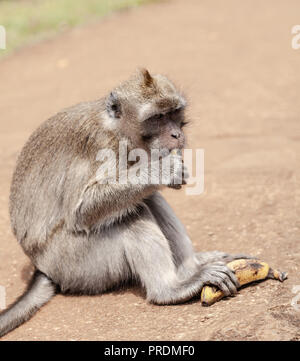 Macaque Affen im Black River Gorges Aussichtspunkt, Mauritius Stockfoto