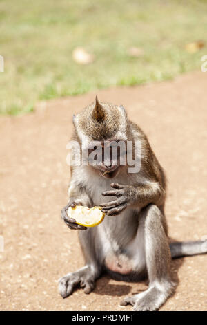 Macaque Affen im Black River Gorges Aussichtspunkt, Mauritius Stockfoto