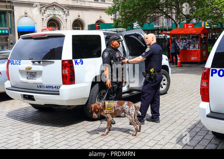 New York City, USA - Juni 8, 2017: New York Polizei K-9 gerät die Sicherheit in Manhattan Stockfoto