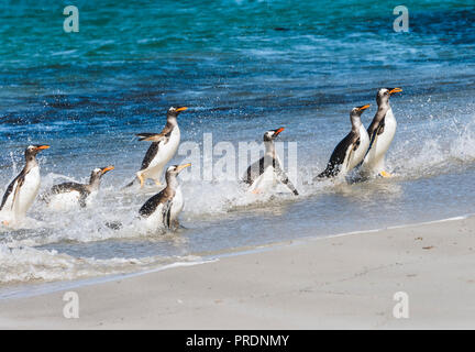 Gentoo Penguins aus dem Ozean. Stockfoto