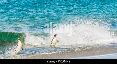 Gentoo Penguins aus dem Ozean. Stockfoto