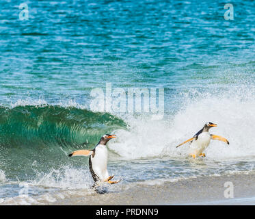 Gentoo Penguins aus dem Ozean. Stockfoto