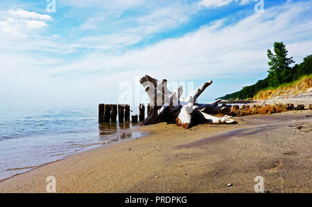 Treibholz an der Grünen und der Sandstrand mit Ruinen der alten Pier im Hintergrund. Alter Baumstumpf mit Schatten, nassen Kieselsteinen und Sand auf den Michigan See, 23.38.39 Stockfoto