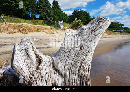 Weiß driften Stumpf close-up am Strand im Hintergrund einer sandigen Felsen mit einer Leiter bis zu den Orten für die Erholung. Lake Michigan Stockfoto