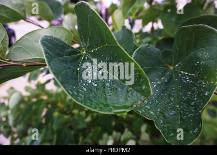 Schöne Tropfen Transparent Tau auf einem großen, grünen Blätter Close-up. Tropfen Regen Wasser in der Sonne leuchten. Natürliche Hintergrund. Makro Foto. Stockfoto