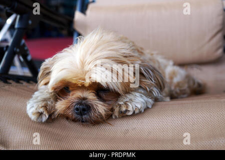 Langweilig Shih-Tzu Hund close-up nachdenklich in die Ferne schauen. Eine Kreuzung zwischen einem Shih Tzu und ein Yorkshire Terrier. Stockfoto