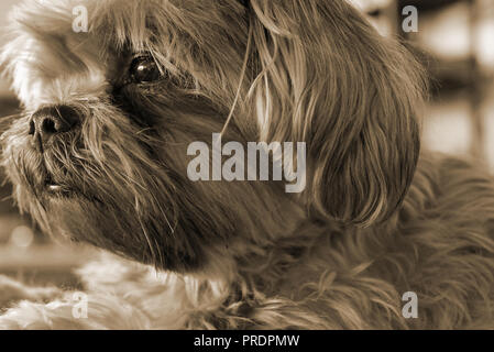 Yorkshire Terrier neben der Gebäudewand nachdenklich in die Ferne schauen, liegen. Eine Kreuzung zwischen einem Shih Tzu und ein Yorkshire Terrier. Stockfoto