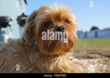 Yorkshire Terrier neben der Gebäudewand direkt an der Kamera, die auf dem gleichen Niveau wie Es liegen. ein Kreuz zwischen einem Shih-tzu und ein Yorkshire terri Stockfoto