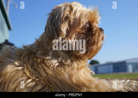 Yorkshire Terrier neben der Gebäudewand nachdenklich in die Ferne suchen liegen. ein Kreuz zwischen einem Shih-tzu und ein Yorkshire Terrier Stockfoto