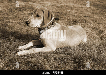 Black Mouth Cur Hund liegt auf dem Gras der Landschaft. Welpe in Sepia Stil. Stockfoto