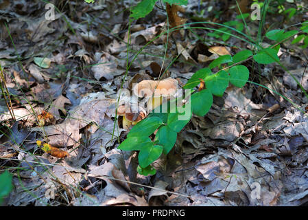 Eine Gruppe von Pilzen mit einem braunen Kappe aus dem unter dem trockenem Laub im Wald. Pilze sind durch große Blätter im Herbst umgeben. In der für Stockfoto