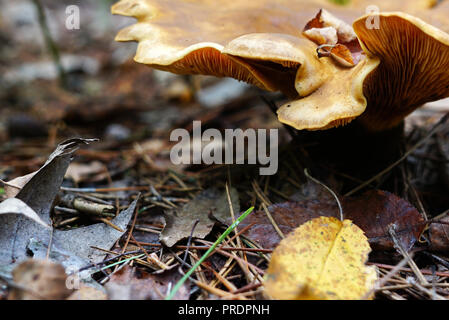 Die Kappe des großen hügeligen Pilz ist gelb. Der Pilz wächst im Wald umgeben von Laub und Nadeln Fichten. Name des Pilzes Oyster m Stockfoto
