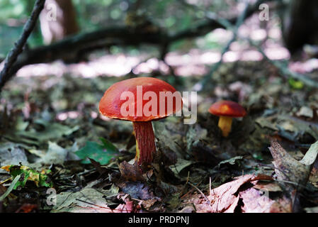 Großen schönen roten Pilz close-up auf einem Hintergrund von Gerüsten und trockenem Laub. Ein kleiner Pilz ist auf einem unscharfen Hintergrund sichtbar. Eine lange große Br Stockfoto