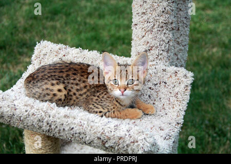 Serval Savannah Kitten Stockfoto