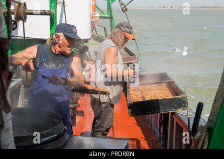 Zwei fischer Kochen frische Garnelen in der Nordsee gefangene Stockfoto