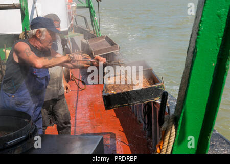 Zwei fischer Kochen frische Garnelen in der Nordsee gefangene Stockfoto