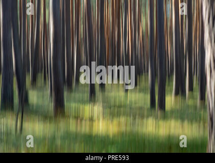 Briesen, Brandenburg. Okt, 2018 02. Verschwommen Baumstämme von einem Pinienwald (Fotografie: Die Kamera wurde während der Aufnahme bewegt). Foto: Patrick Pleul/dpa-Zentralbild/dpa/Alamy leben Nachrichten Stockfoto