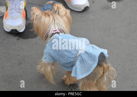Paris, Frankreich. 2. Okt, 2018. Wenig Lola Sonnenschein, der Berühmteste modische Straße Yorshire Terrier Berühmtheit Hund der Welt. Paris Fashion Week 2018. Chanel verunreinigen. Grand Palais, Paris, Frankreich. 2. Oktober 2018.10 h30. Credit: Alphacit NEWIM/Alamy leben Nachrichten Stockfoto