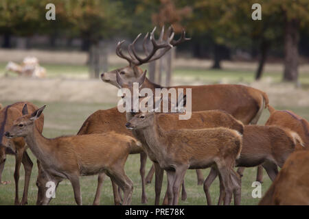 Richmond, Großbritannien. 2. Okt, 2018. Große Gruppen der Hirsche versammeln sich in Richmond Park während der Brunftzeit. Die öffentlichkeit gewarnt werden vorsichtig wie die Rehe zu sein, in dieser Zeit des Jahres, sehr aggressiv werden können. Die brunftzeit dauert in der Regel für die ersten zwei Wochen im Oktober. Credit: Keith Larby/Alamy leben Nachrichten Stockfoto