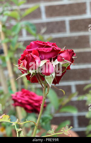 Nahaufnahme von roten Rosen in voller Blüte Stockfoto