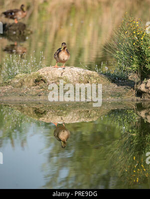 Enten auf einer kleinen Insel im Teich, Bild vertikal Stockfoto