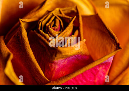 Eine Nahaufnahme von einem schönen Welken fallen Farbige Rose in einem Trocknen fallen Bouquet. Gedämpften Braun, Orangen und Grünen sind lebendig und Emotionen wecken. Stockfoto