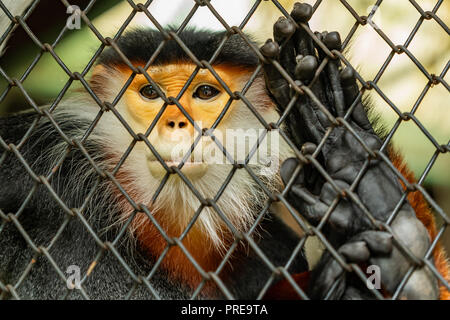 Die rot-shanked Les Marines langur ist beheimatet in Südostasien, speziell in Kambodscha, China, Laos und Vietnam. Stockfoto