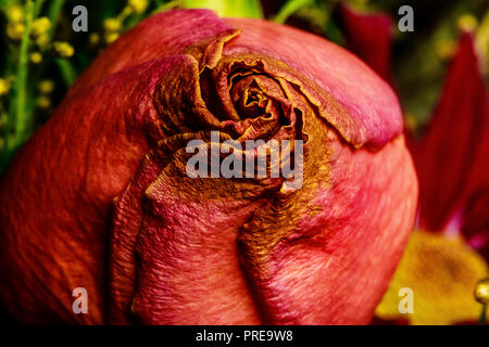 Eine Nahaufnahme von einem schönen Welken fallen Farbige Rose in einem Trocknen fallen Bouquet. Gedämpften Braun, Orangen und Grünen sind lebendig und Emotionen wecken. Stockfoto