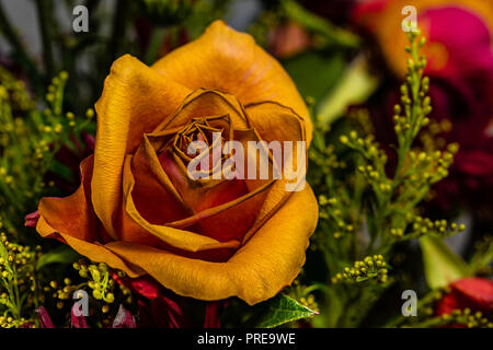 Eine Nahaufnahme von einem schönen Welken fallen Farbige Rose in einem Trocknen fallen Bouquet. Gedämpften Braun, Orangen und Grünen sind lebendig und Emotionen wecken. Stockfoto