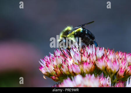 Schwarz und Gelb Bumble Bee Pollen sammeln auf einer Blume. Makro Abstand mit hoher Klarheit auf dem Insekt. Stockfoto
