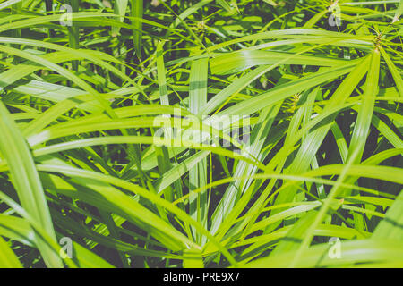 Regenschirm Papyrus (Cyperus alternifolius) Pflanze Blätter closeup Stockfoto