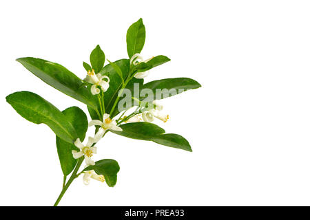 Nahaufnahme eines Kalk Blume Zweig auf weißem Hintergrund Stockfoto