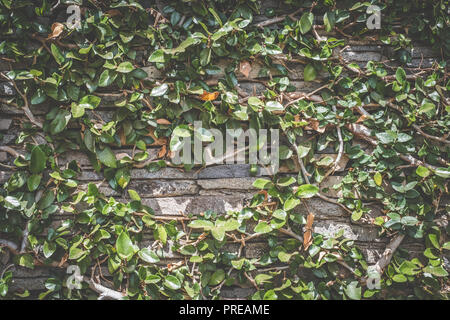 Natursteinmauer mit Pflanzen bewachsen - Garten Hintergrund Stockfoto