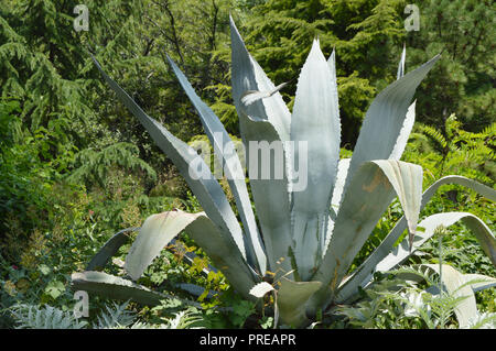 Agave in den Park an einem sonnigen Tag. Stockfoto