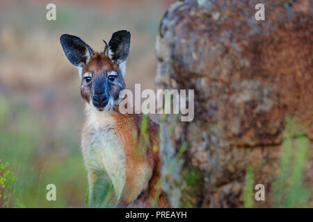 Wallaby neugierig in die Kamera hinter einem Felsen an Fraser Range Station Western Australia suchen Stockfoto