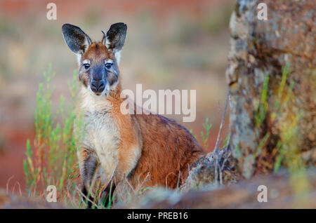 Wallaby neugierig in die Kamera hinter einem Felsen an Fraser Range Station Western Australia suchen Stockfoto