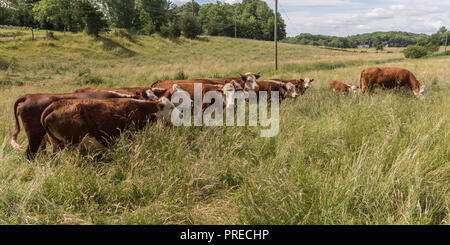 Kleine Herde von Kühen mit einem Kalb in einer Linie Beweidung durch langes Gras Stockfoto