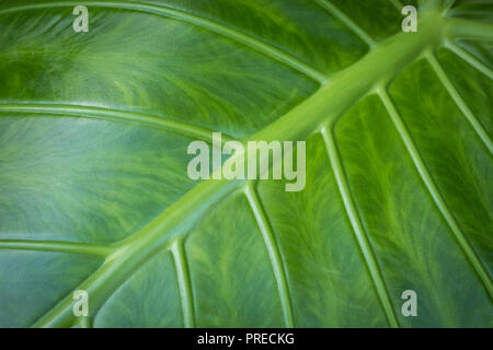 Blatt closeup - elephant ear Pflanze Blatt Makro Stockfoto