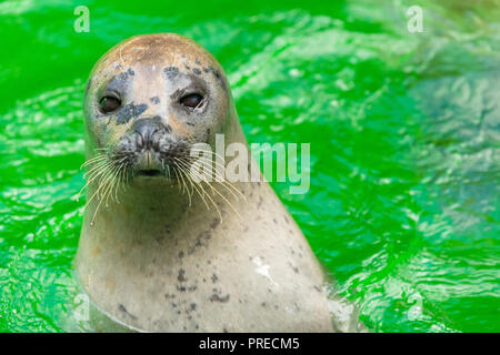 Die hundsrobben oder wahre Dichtungen sind Meeressäugetiere der Familie Phocidae, einer der drei pinniped Familien. Stockfoto