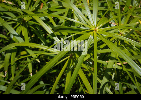 Regenschirm Papyrus (Cyperus alternifolius) Pflanze Blätter closeup Stockfoto