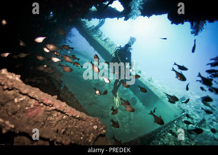 Weibliche Taucher erkunden Shipwreck underwater in Manokwari, West Papua, Indonesien Stockfoto